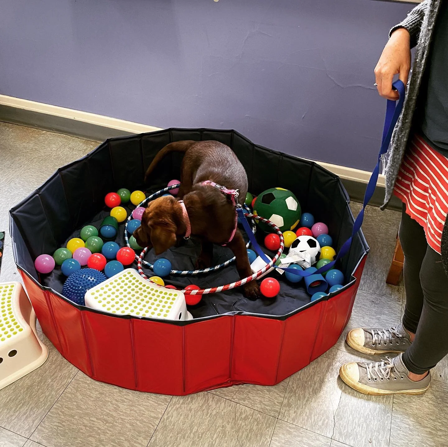 Puppy school class